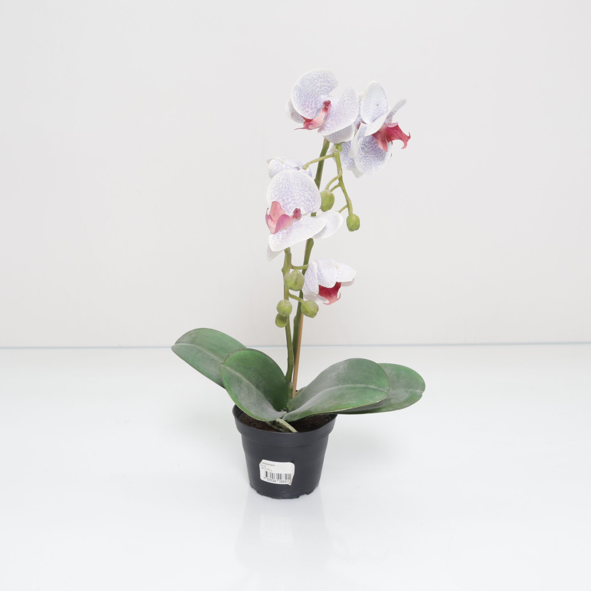 Phalaenopsis