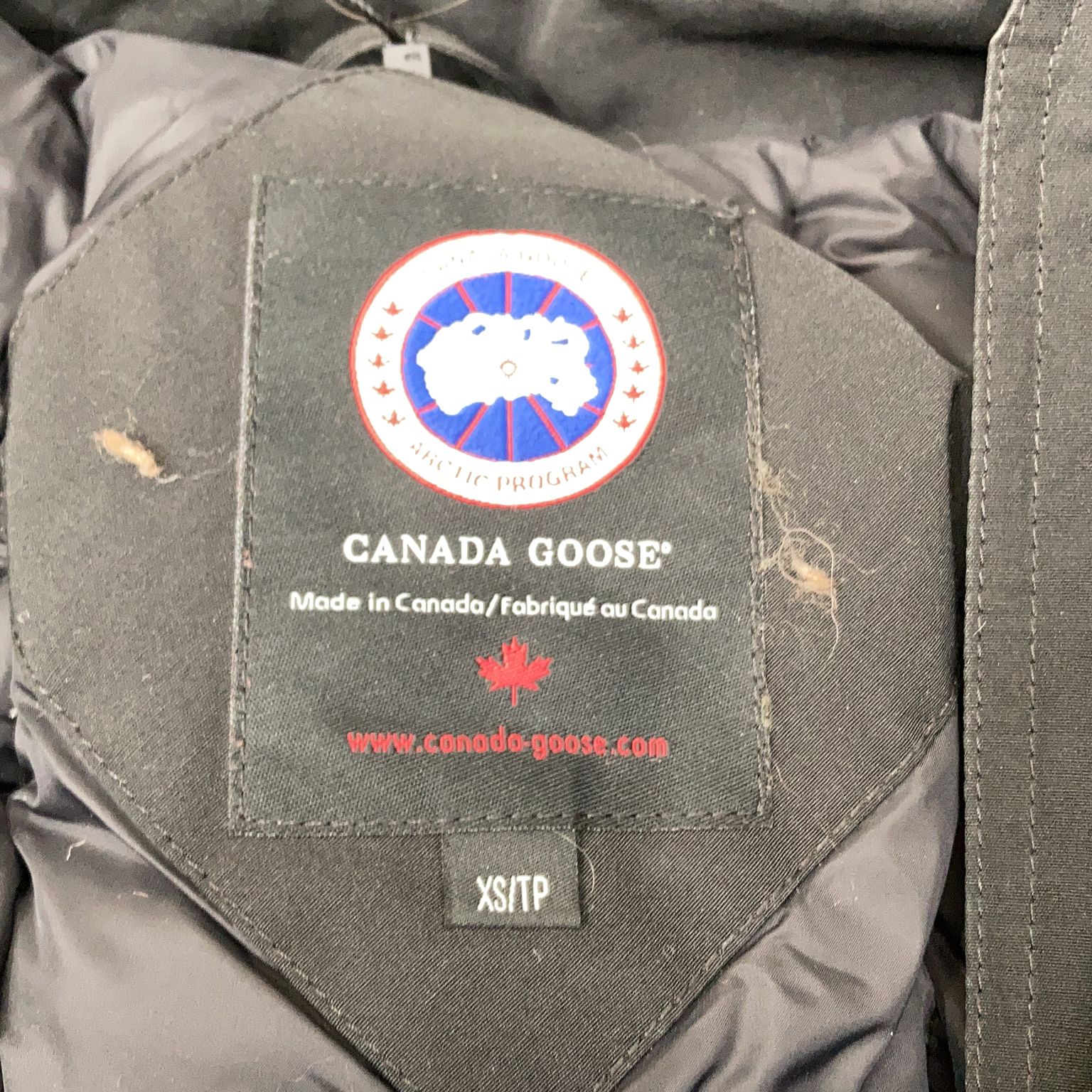 Canada Goose