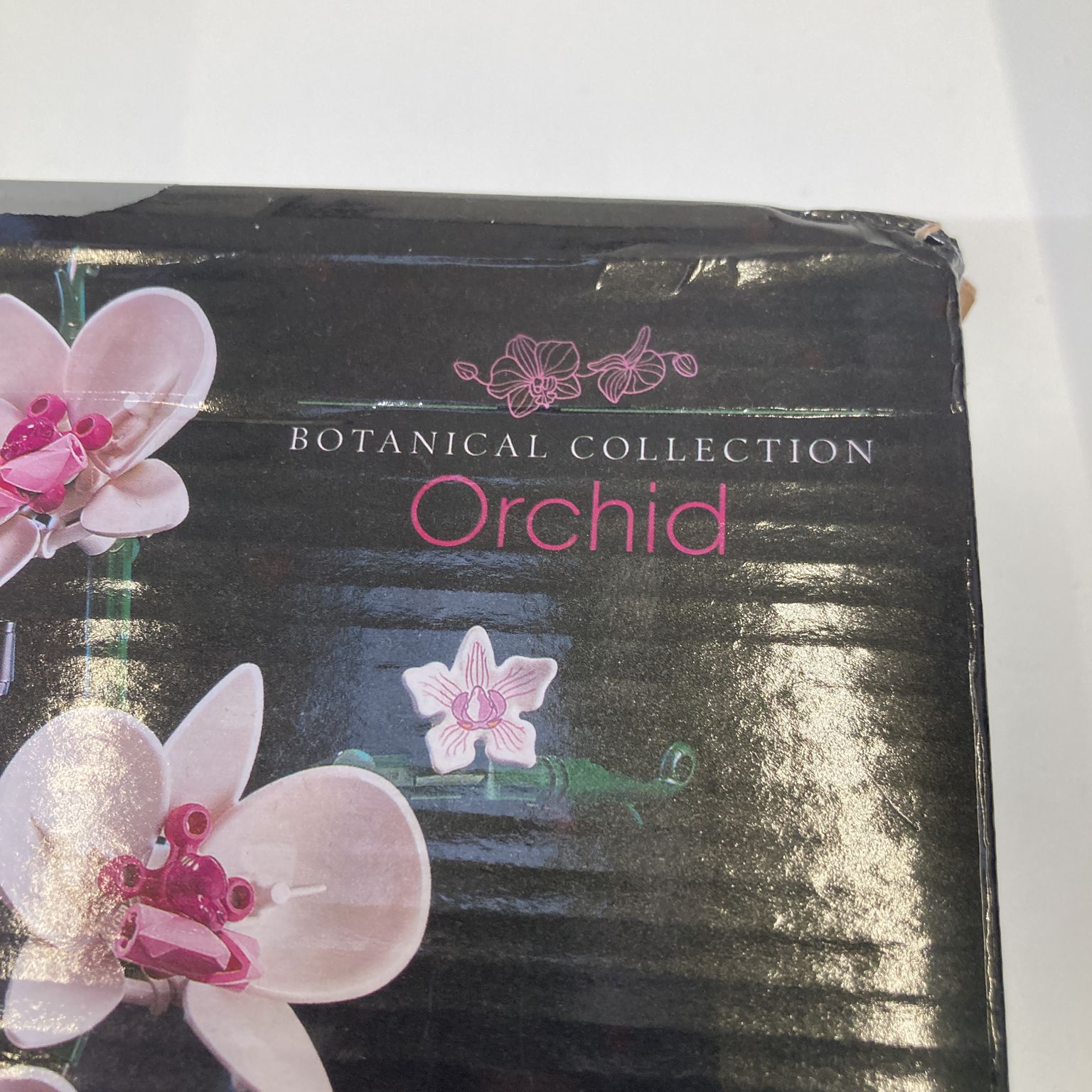 Orchid