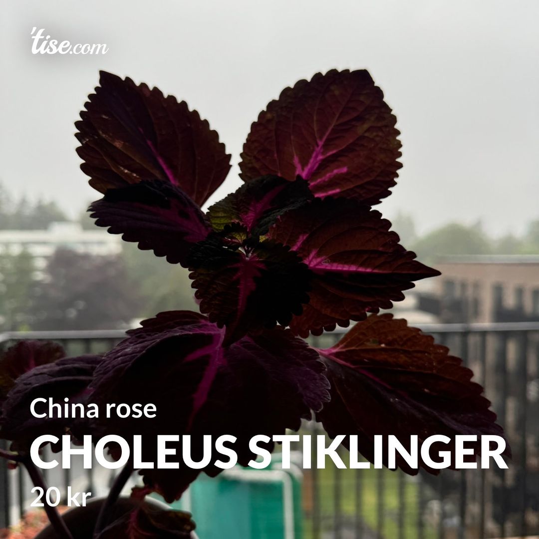 Choleus stiklinger