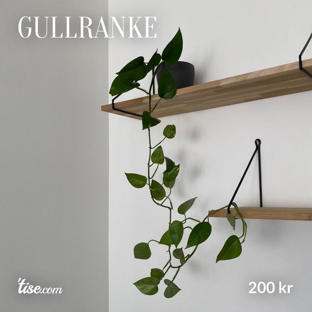 Gullranke