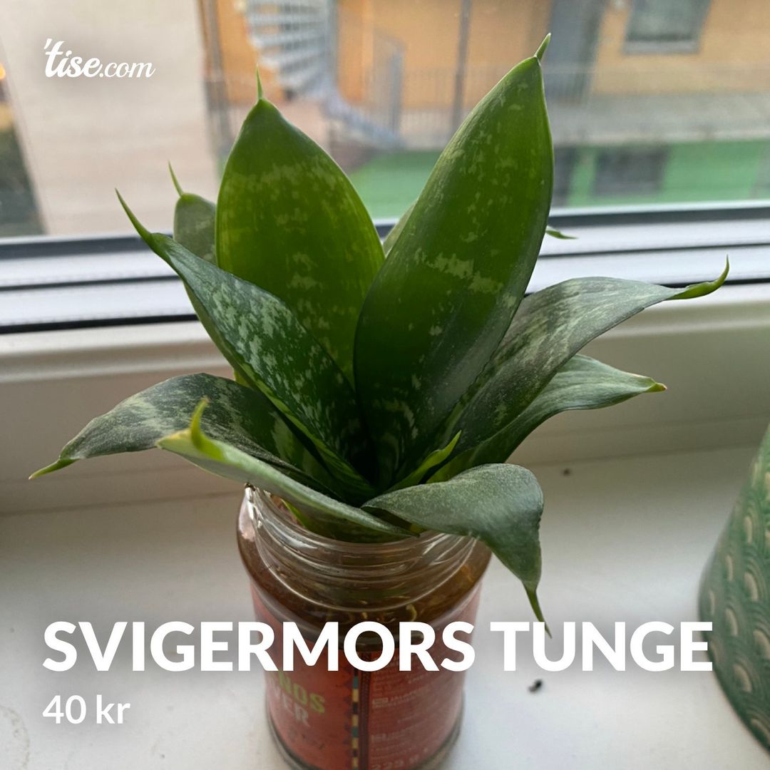 Svigermors tunge