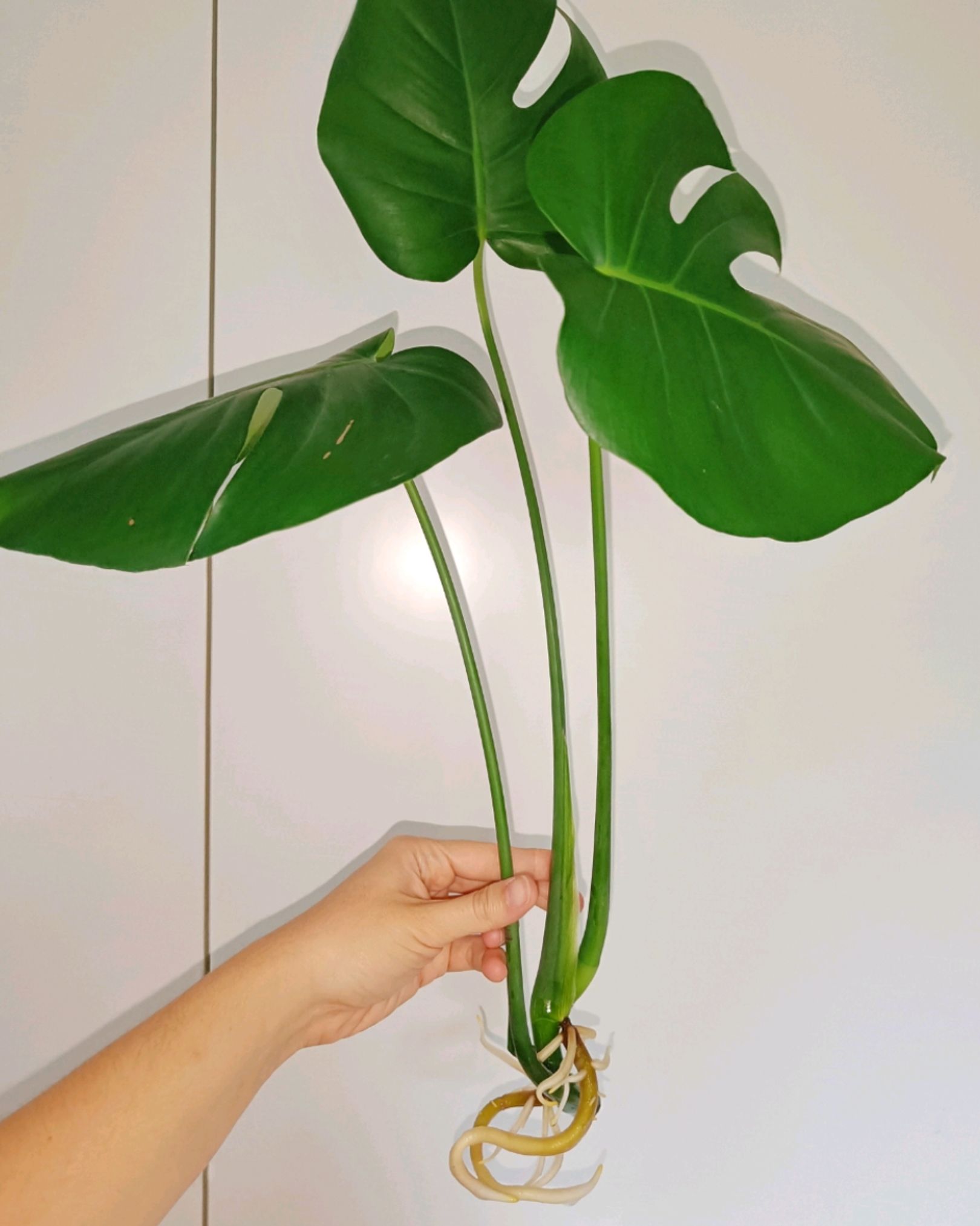 Monstera