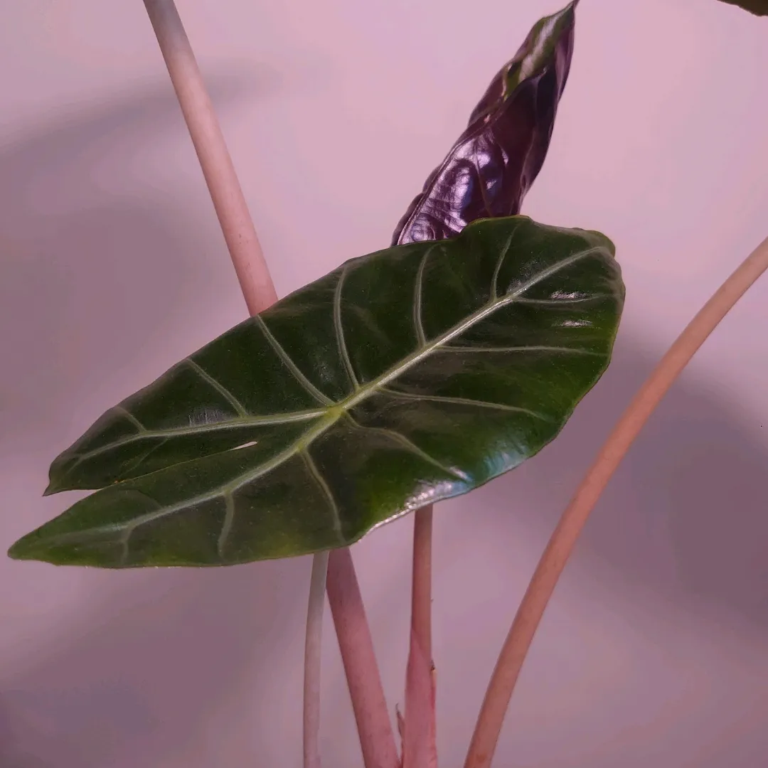 Alocasia Pink Dragon