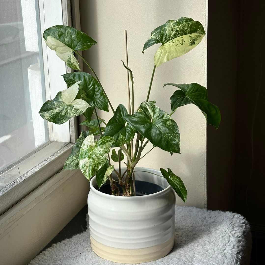 Syngonium Albo