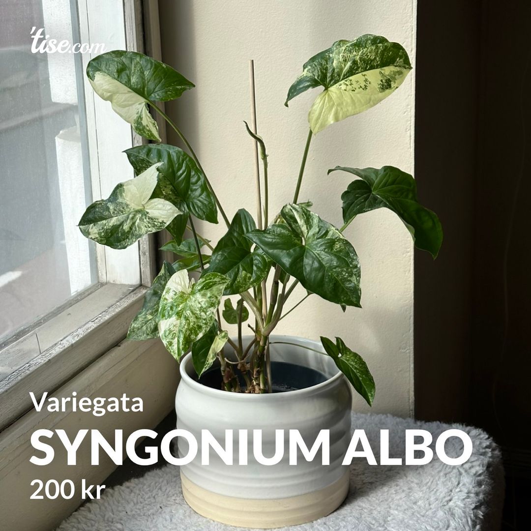 Syngonium Albo