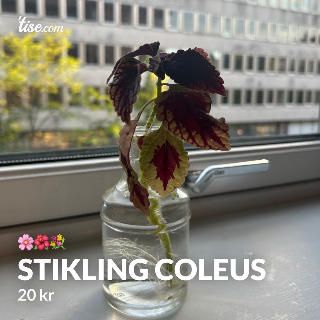 Stikling Coleus