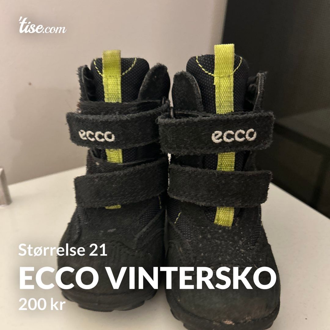 Ecco vintersko