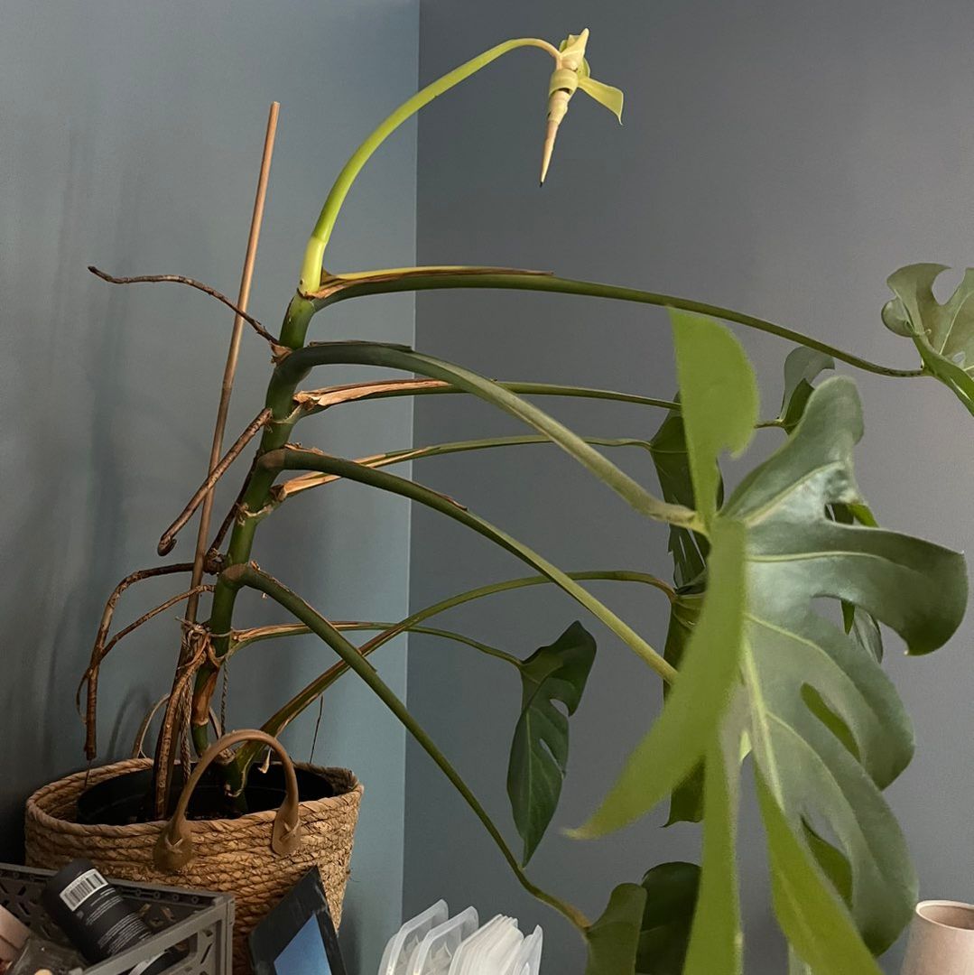 Stor monstera