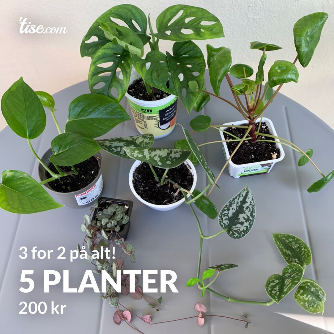 5 Planter 🌱