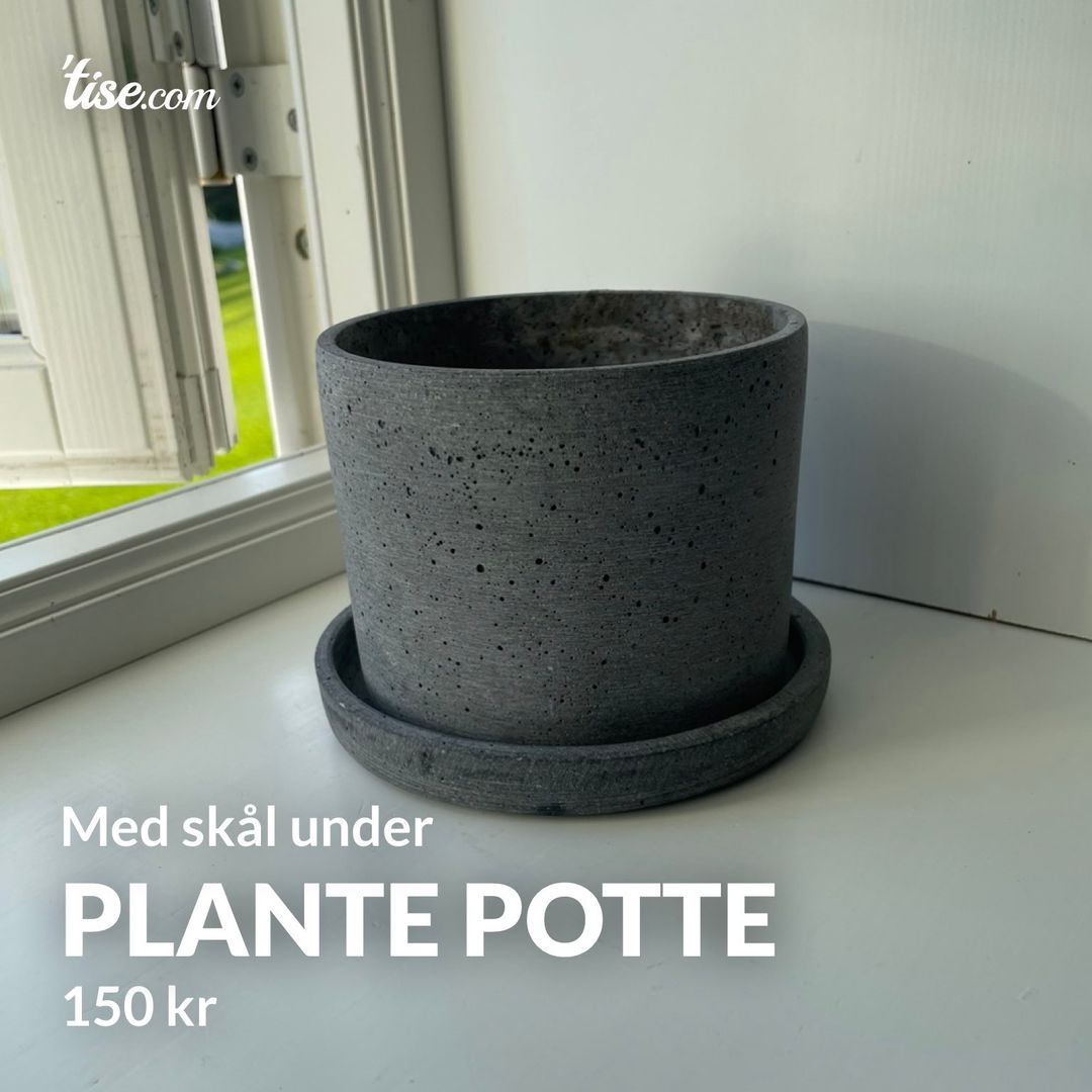 Plante potte