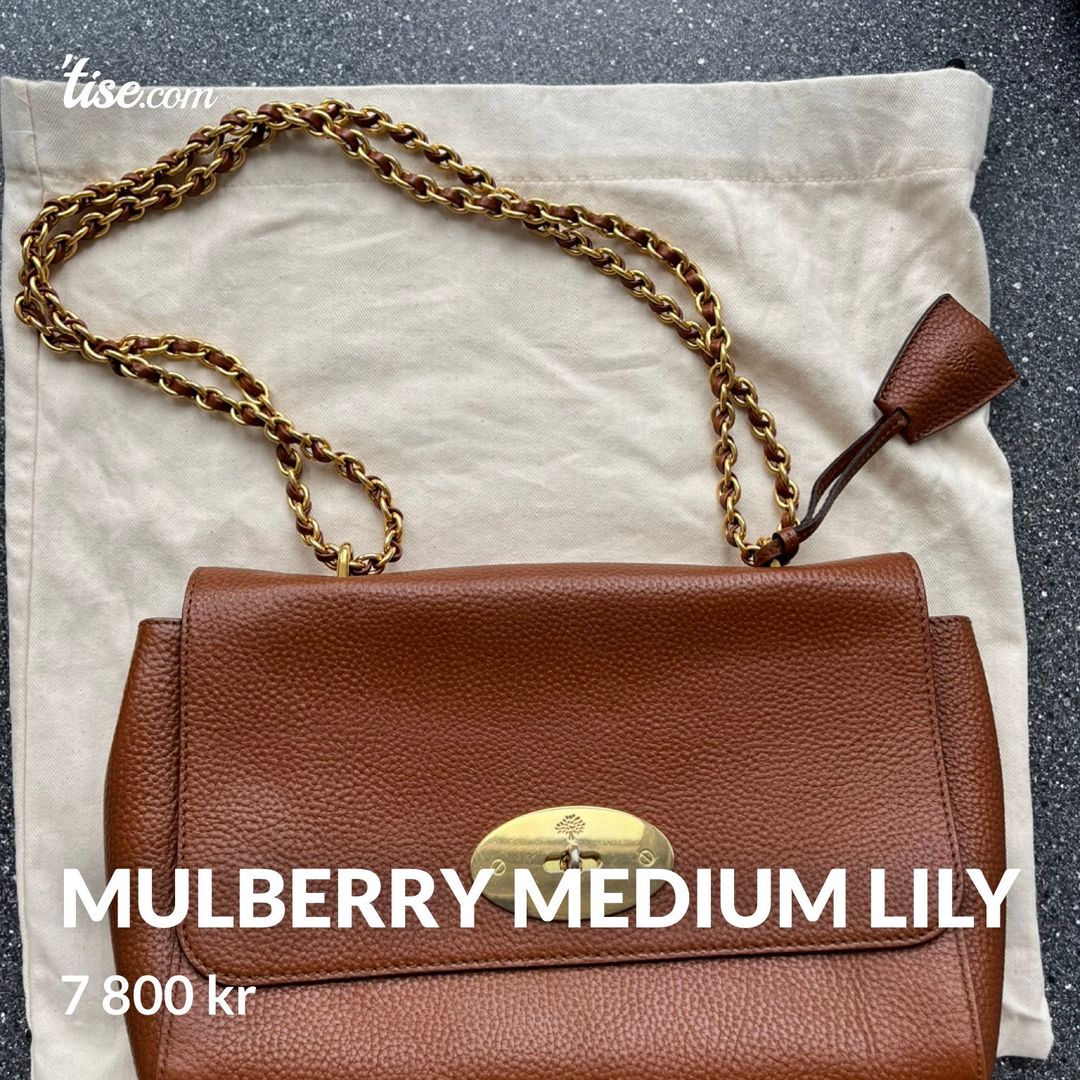 Mulberry medium Lily