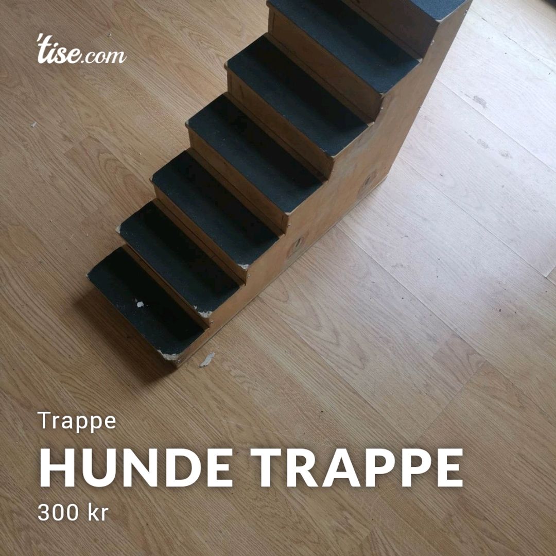 Hunde trappe