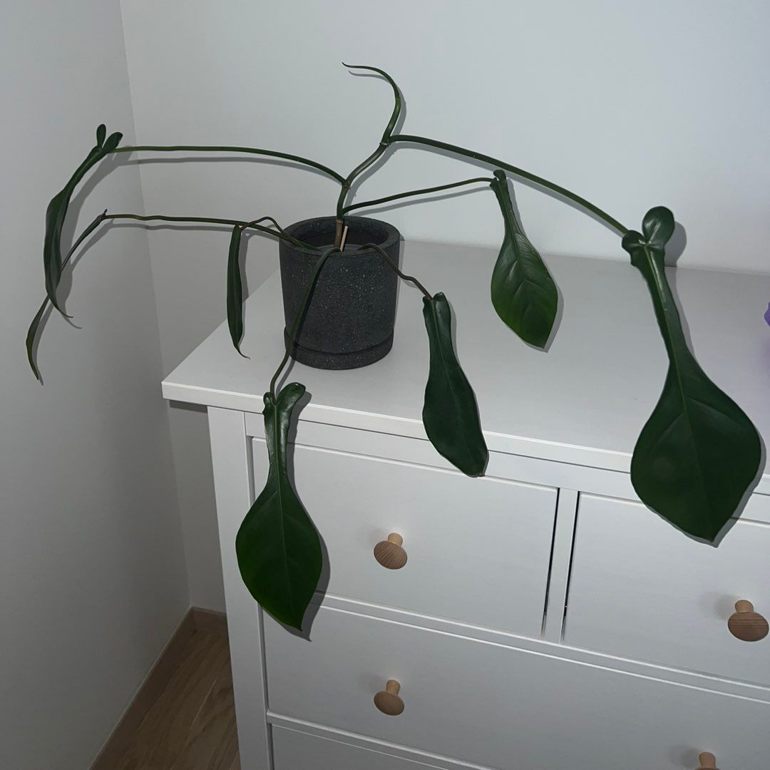 Philodendron Joepii