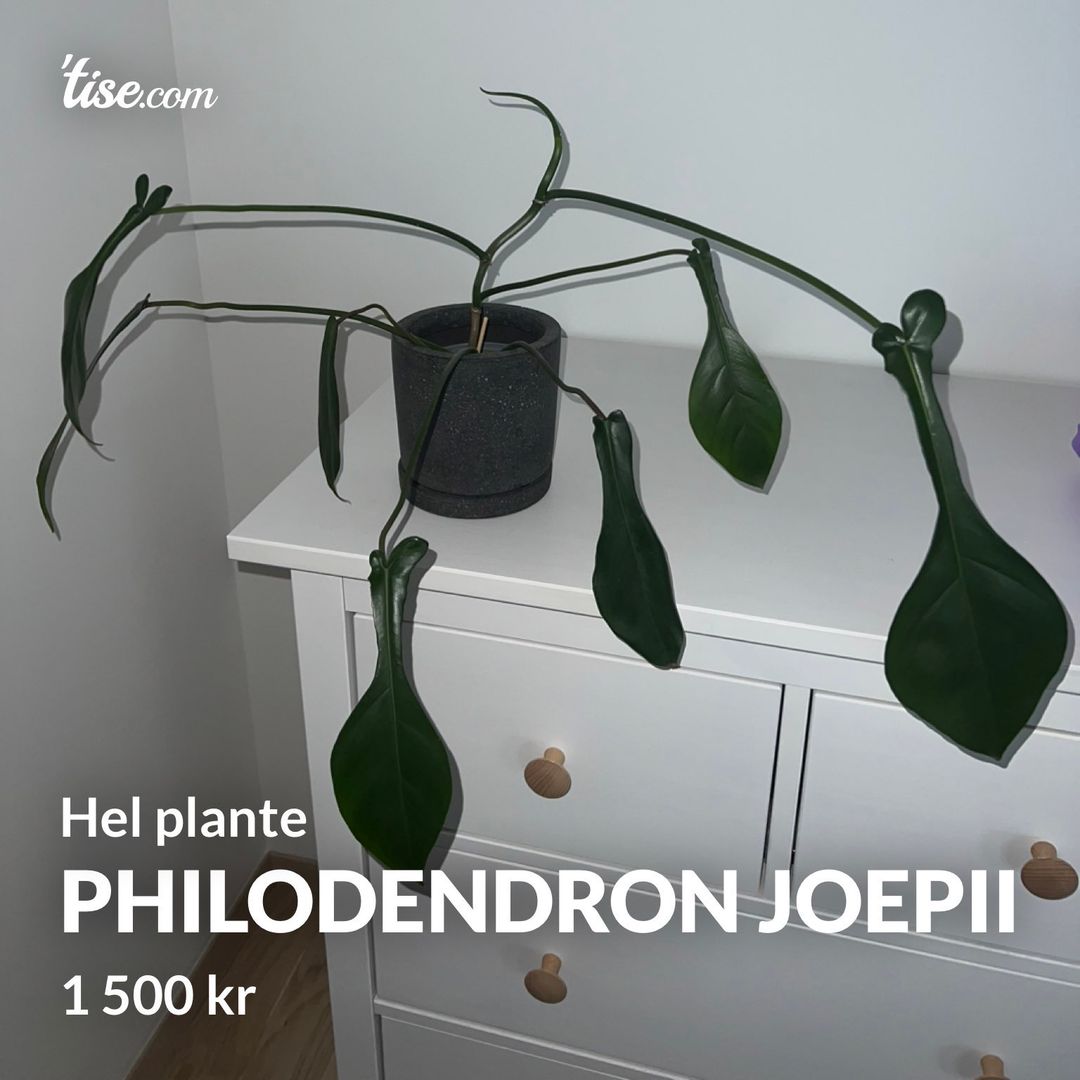 Philodendron Joepii