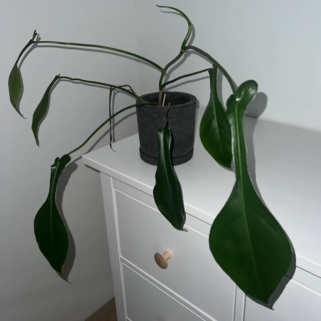 Philodendron Joepii