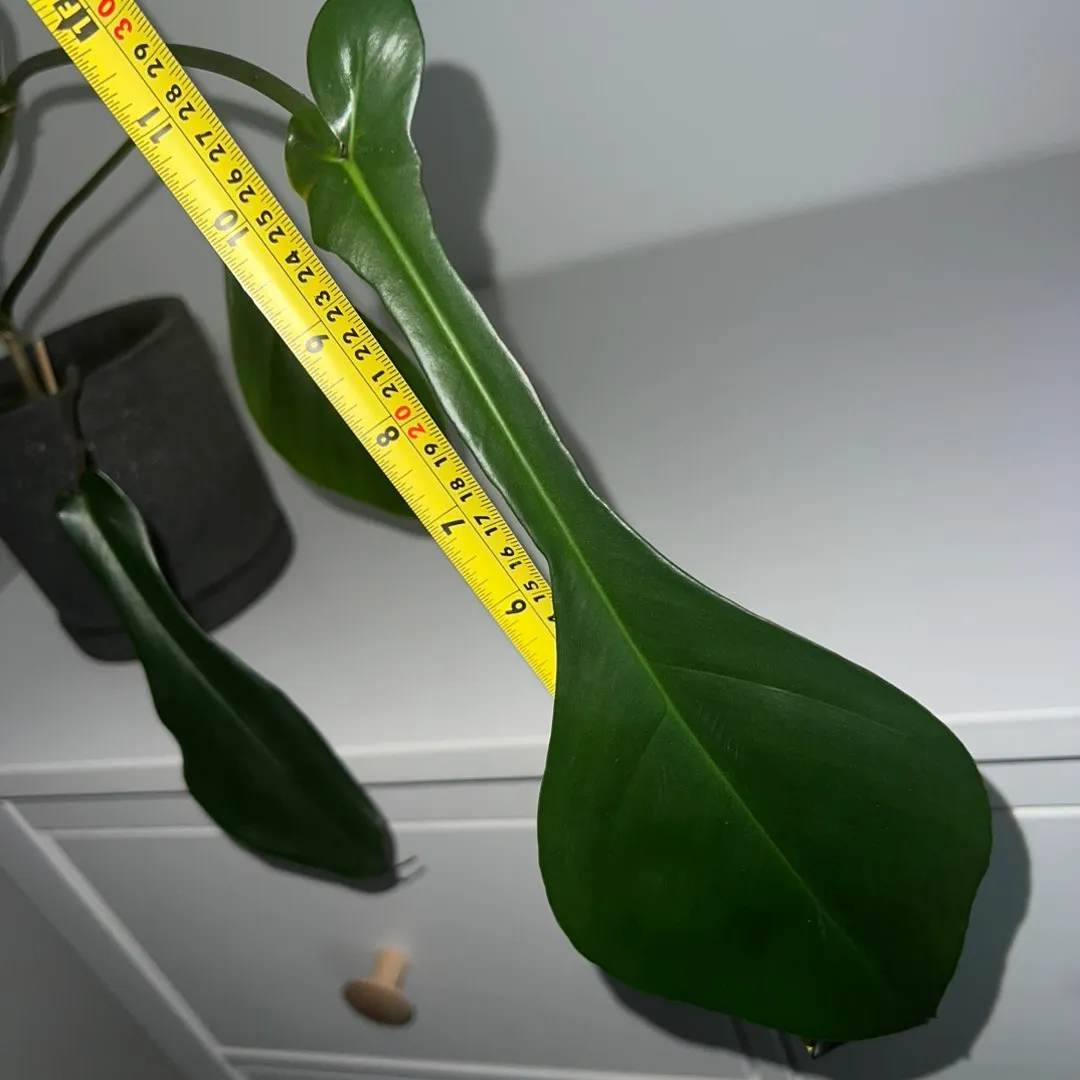 Philodendron Joepii