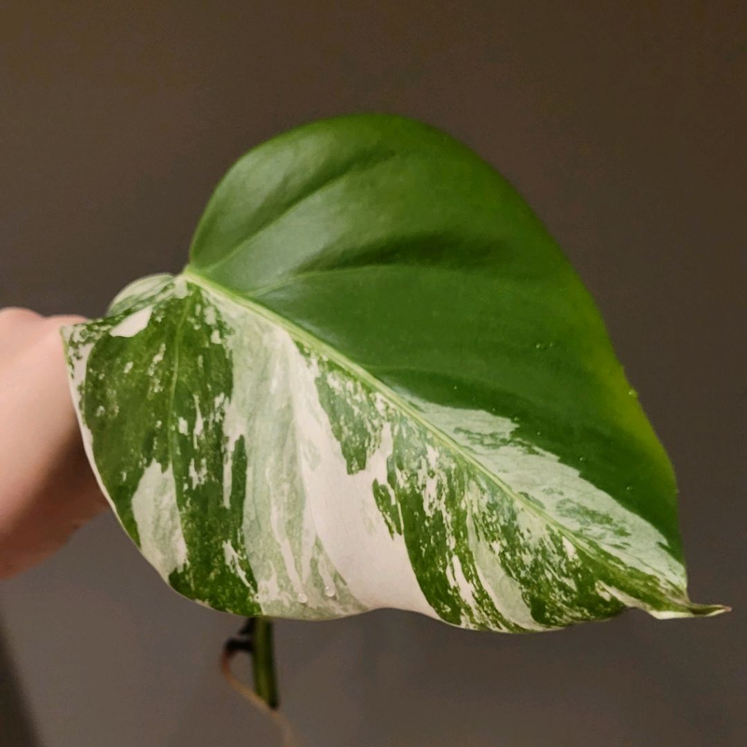 Monstera Veriegata