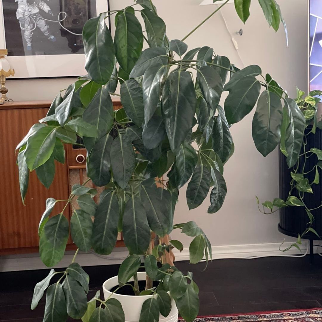 Schefflera amata