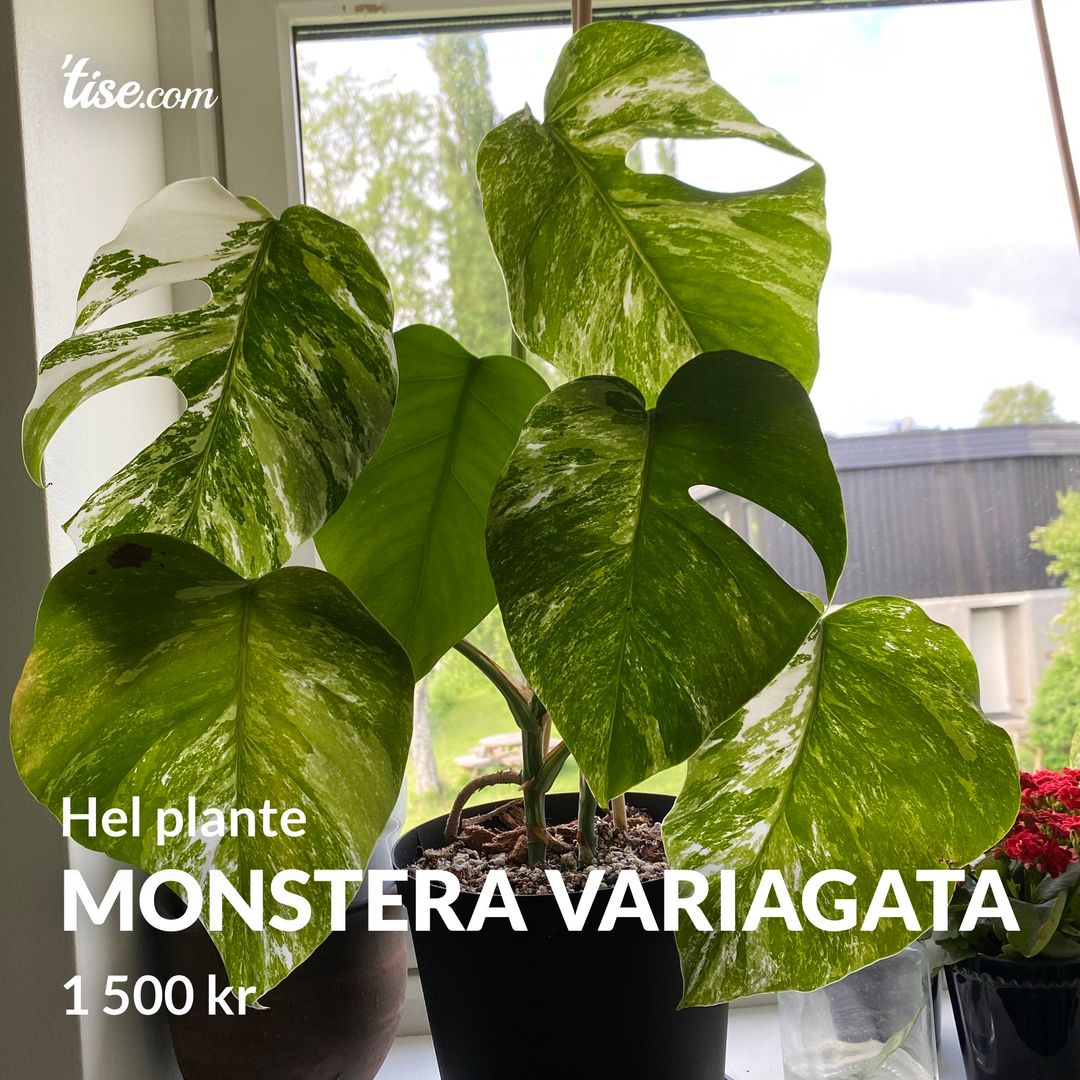 Monstera Variagata