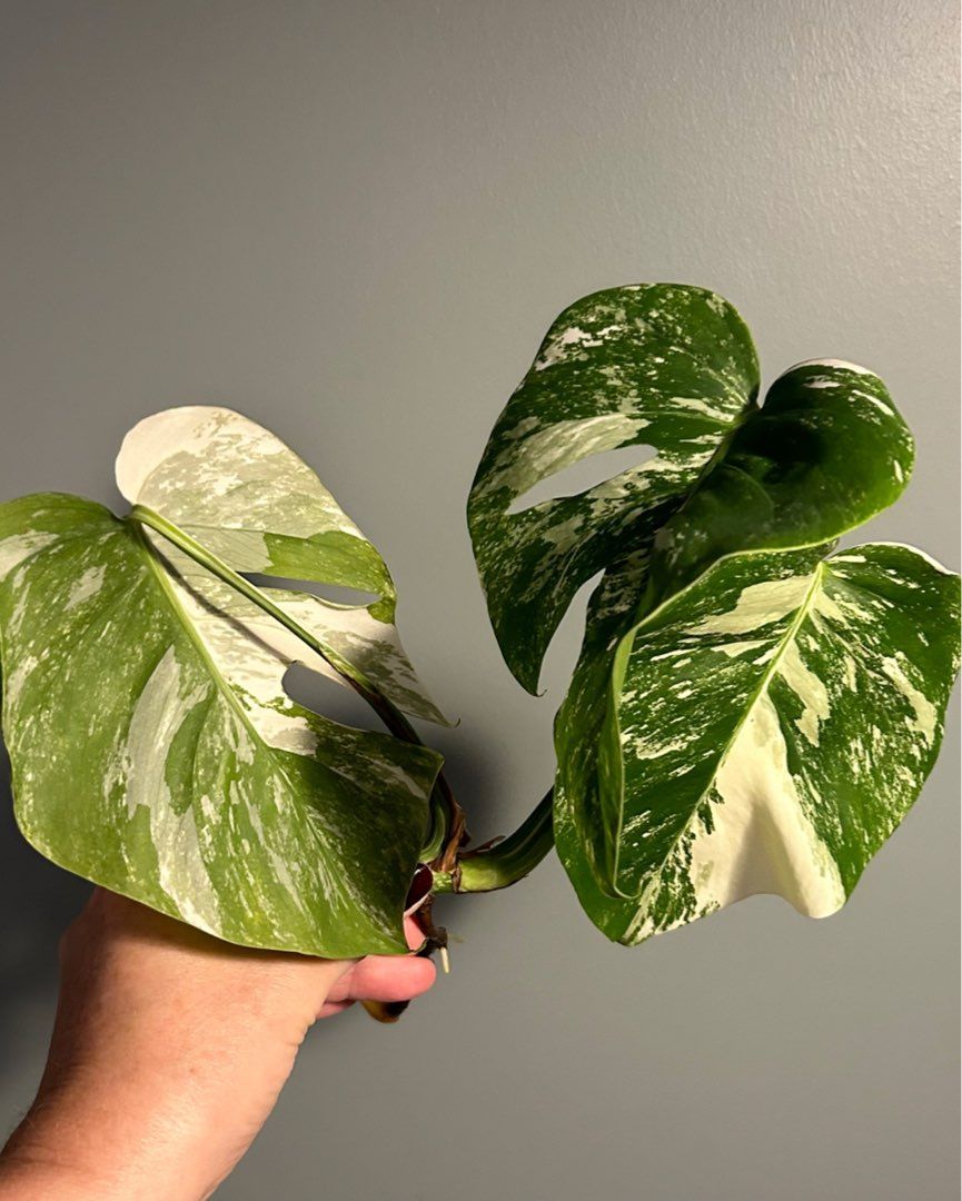 Monstera Variegata