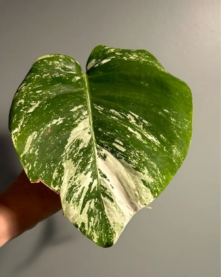 Monstera Variegata