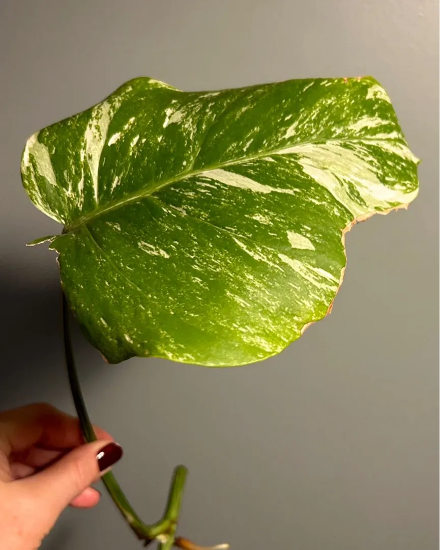 Monstera Variegata