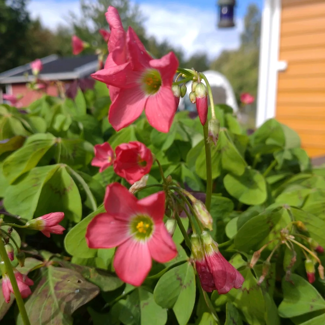 Lykke kløver Oxalis