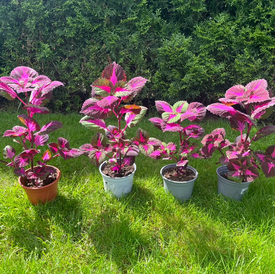 Coleus China Rose