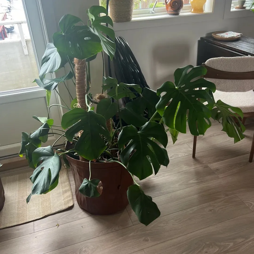 Stikling monstera