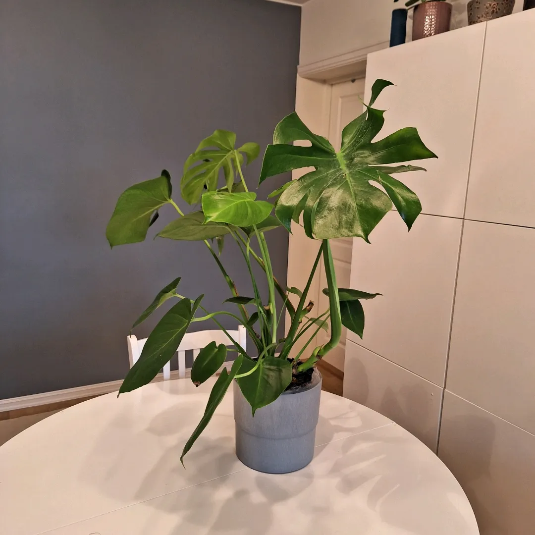 Stor Monstera