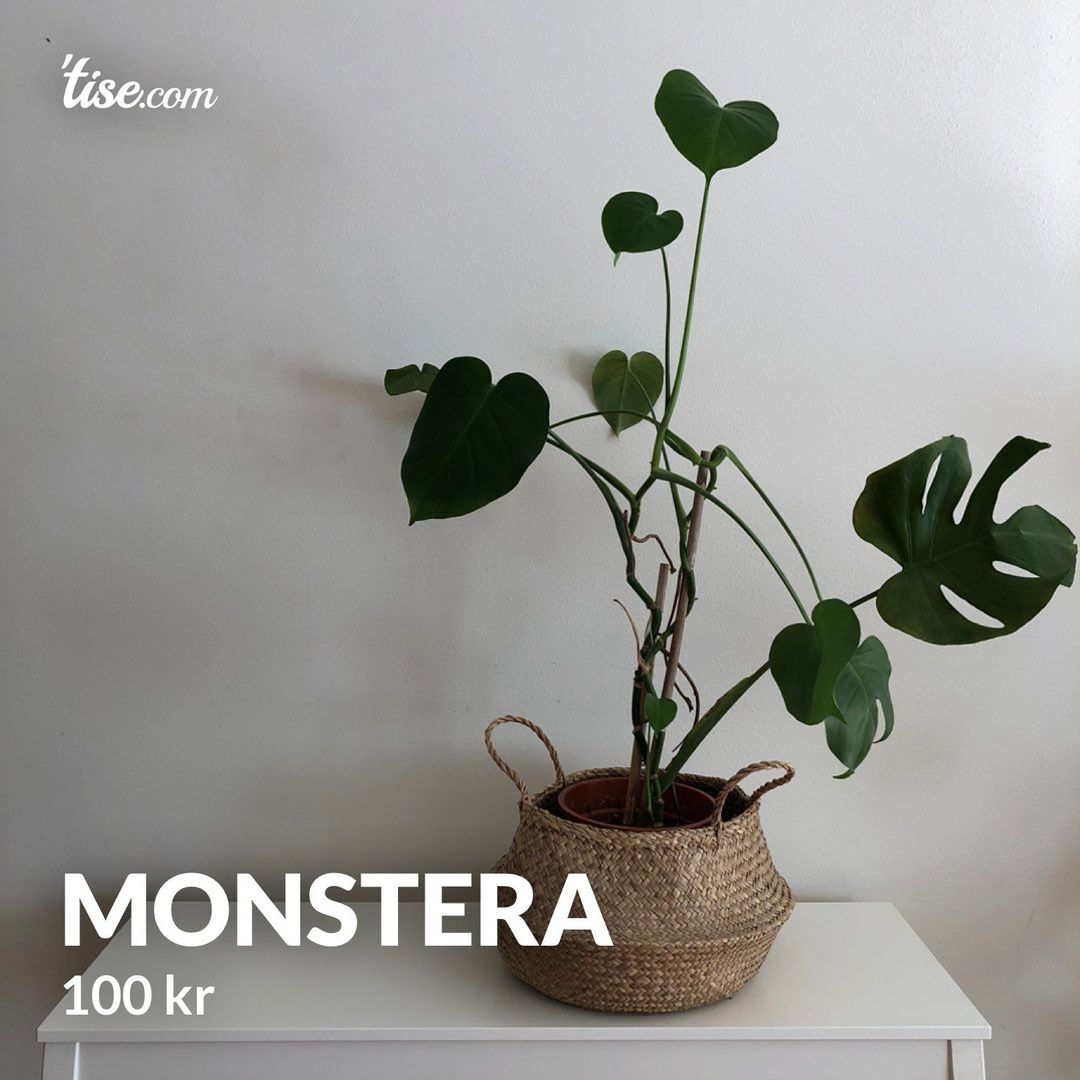 Monstera