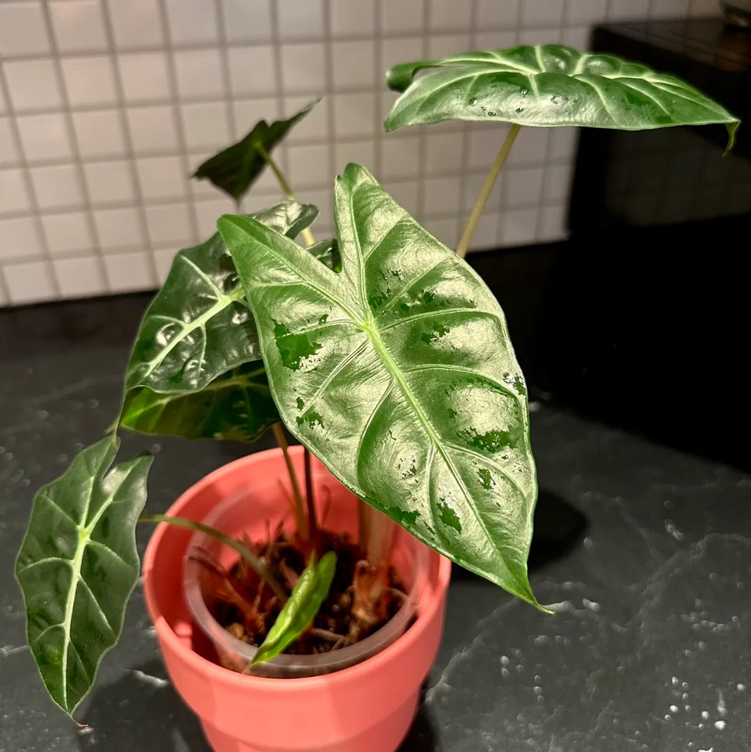 Alocasia Bambino PD