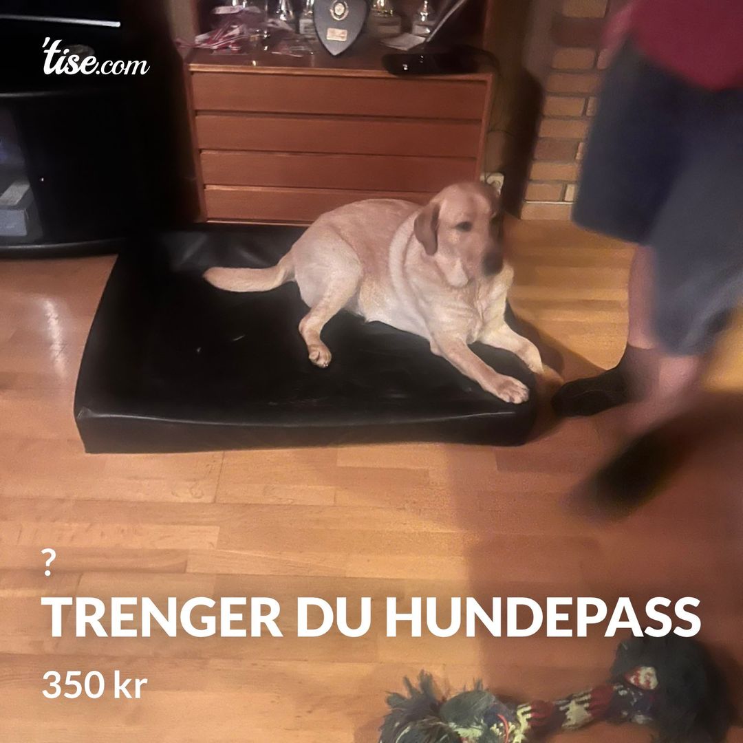 Trenger du hundepass