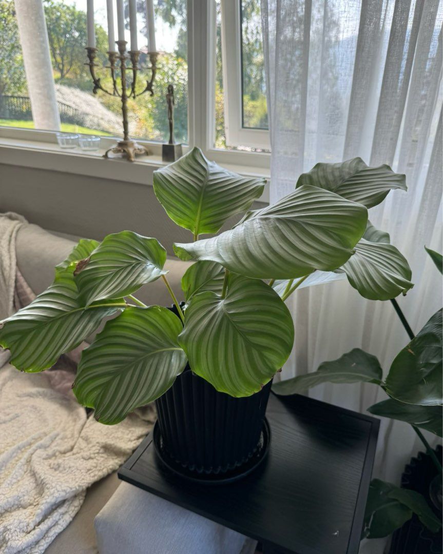 Calathea plante