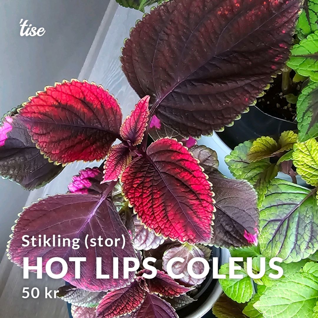 Hot Lips Coleus