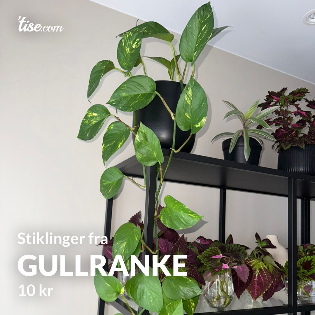 Gullranke