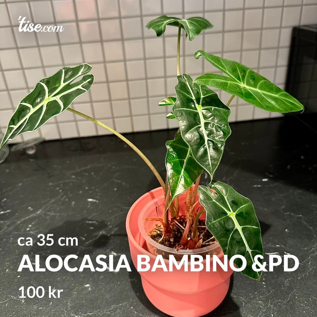 Alocasia Bambino PD