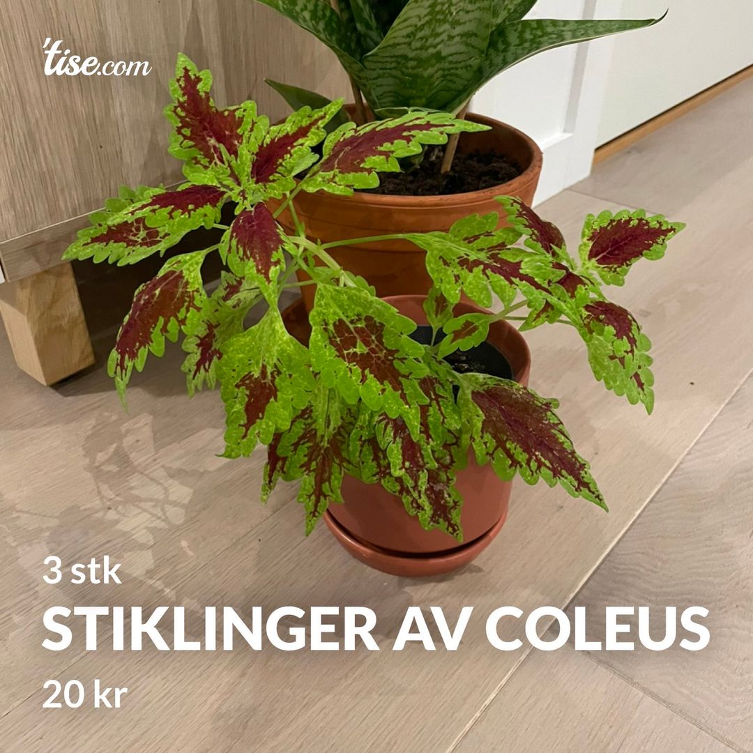 Stiklinger av coleus