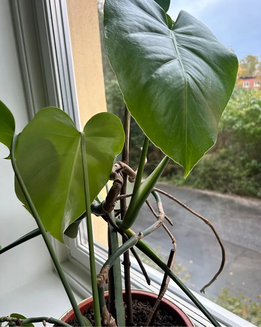 Monstera