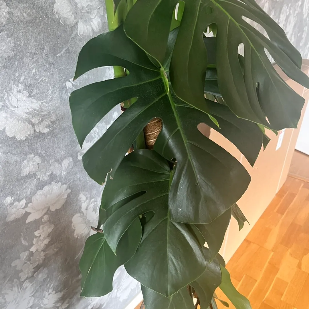 Monstera plante