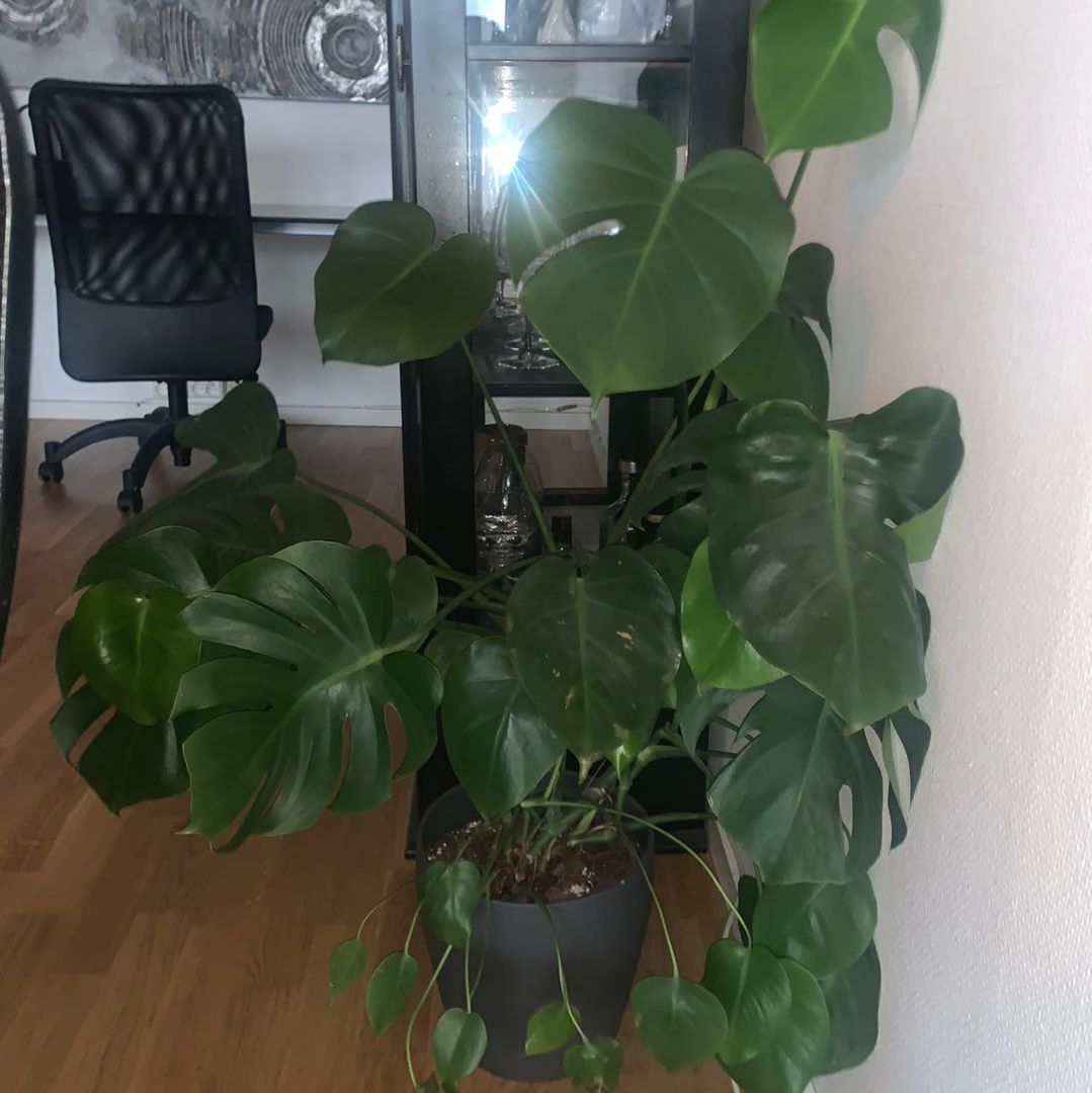 Monstera