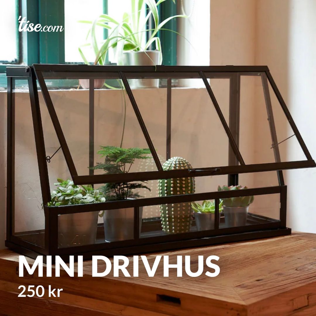 Mini drivhus