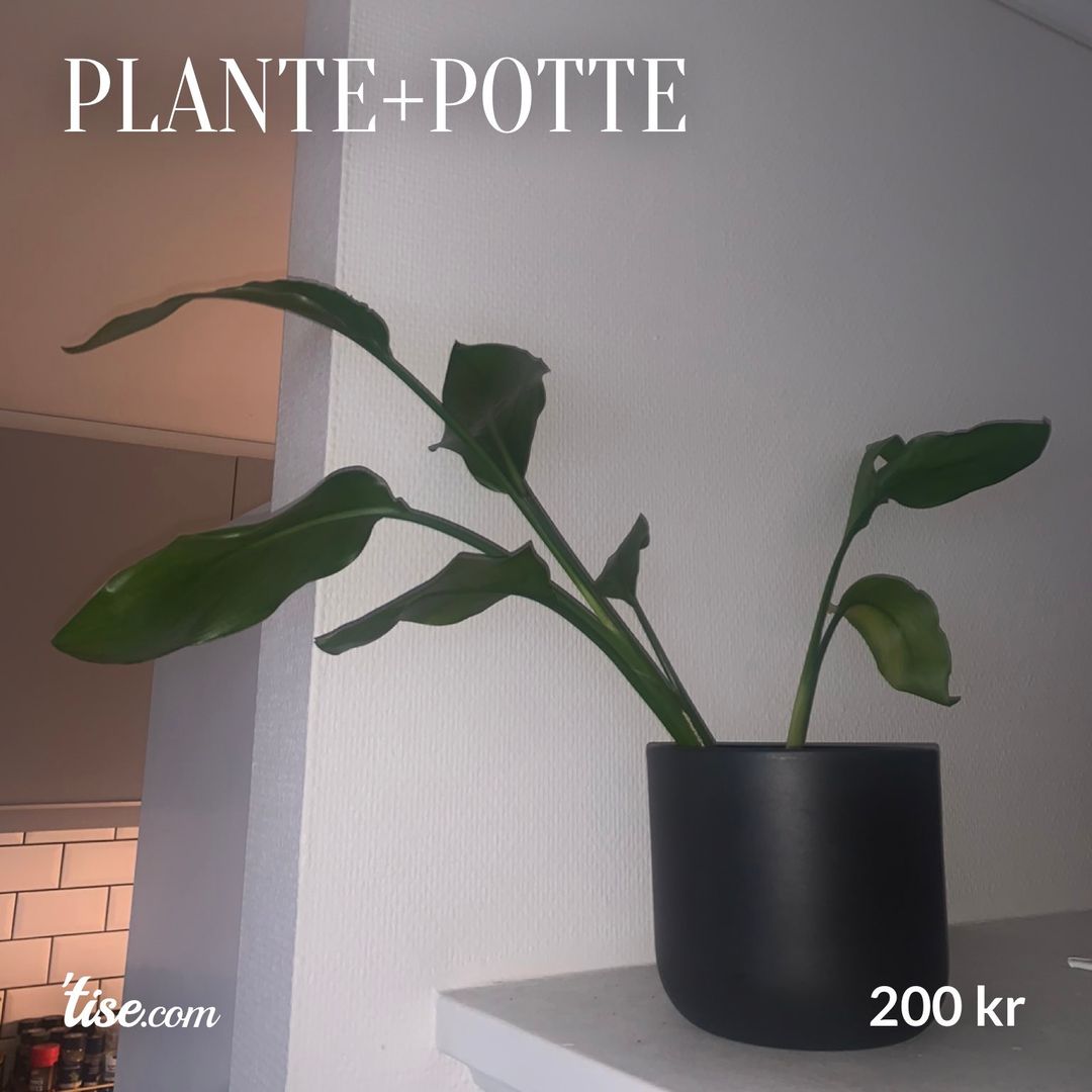 Plante+potte