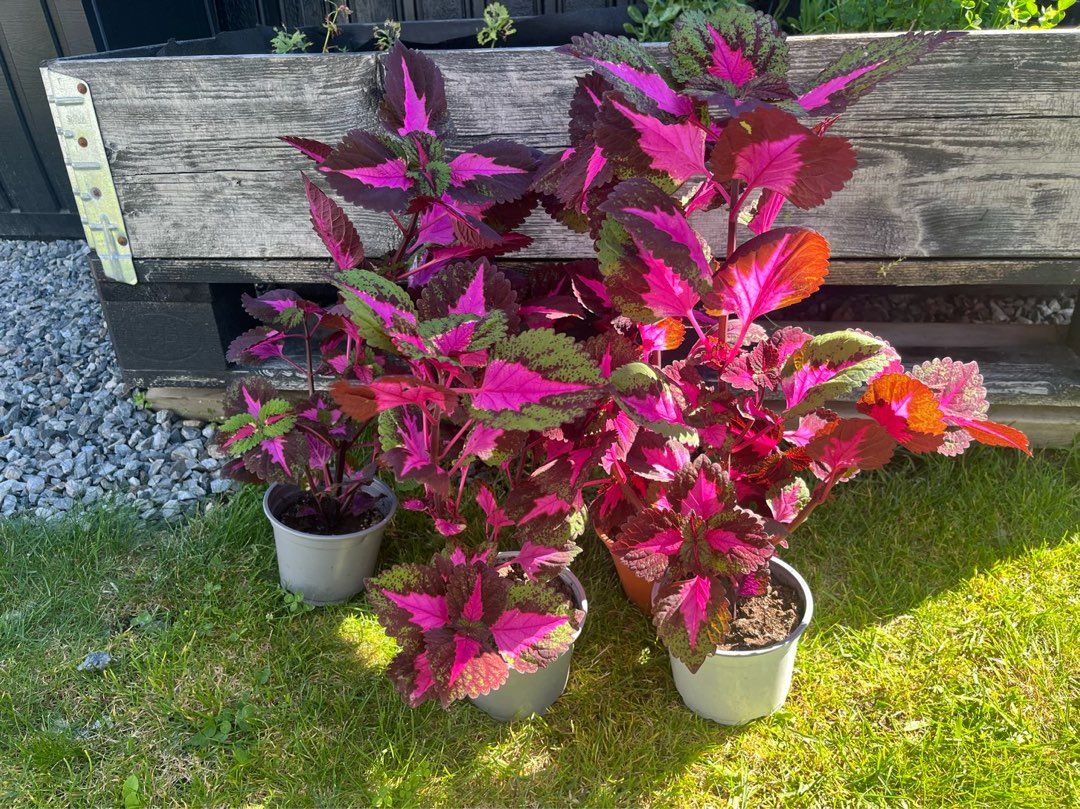 Coleus China Rose