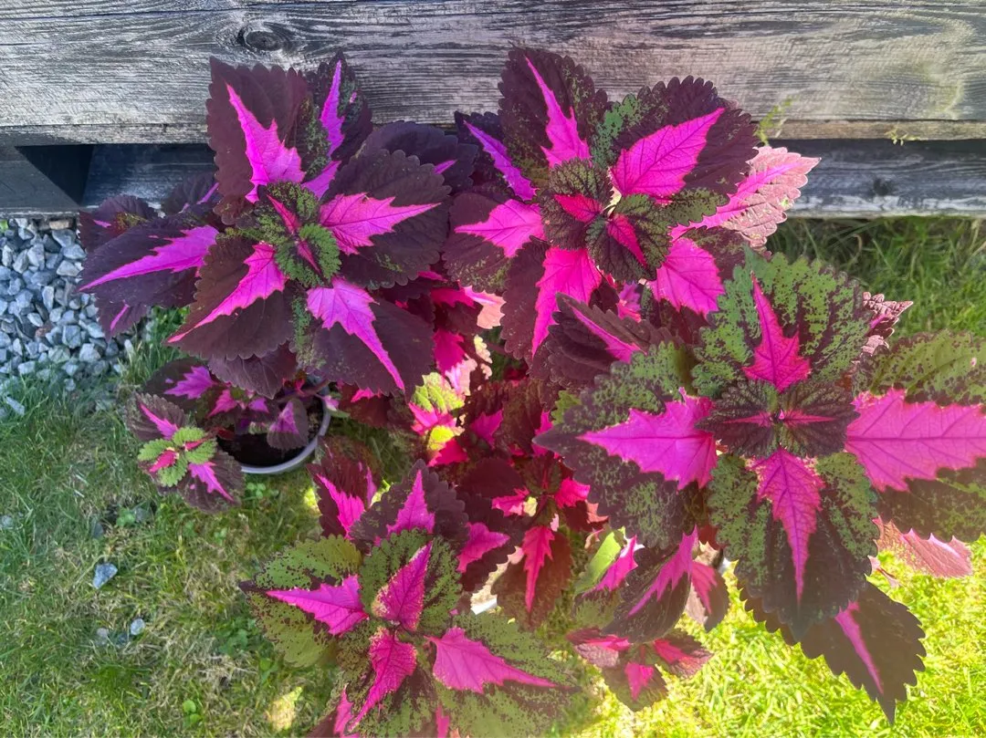 Coleus China Rose