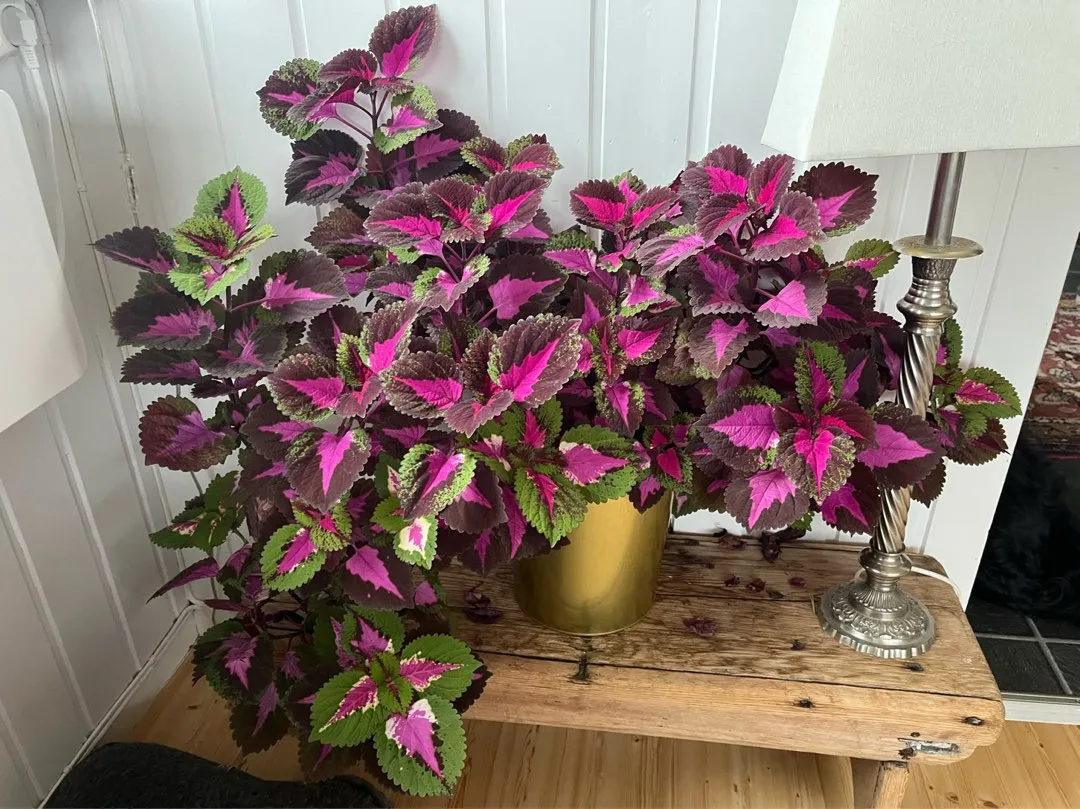 Coleus China Rose