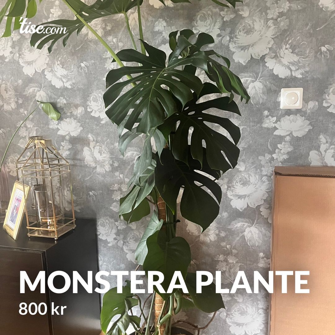 Monstera plante