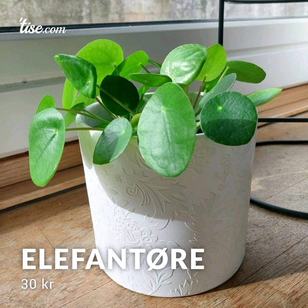 Elefantøre