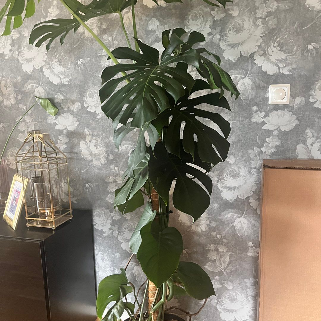 Monstera plante